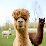 Glamping Valkenburg * Meerssen