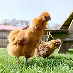 Glamping Valkenburg *