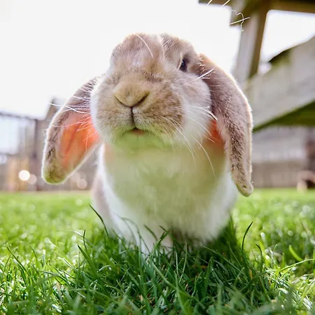 Glamping Glamping Valkenburg Meerssen