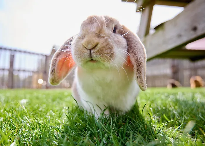 Luksusowy namiot Glamping Valkenburg Meerssen