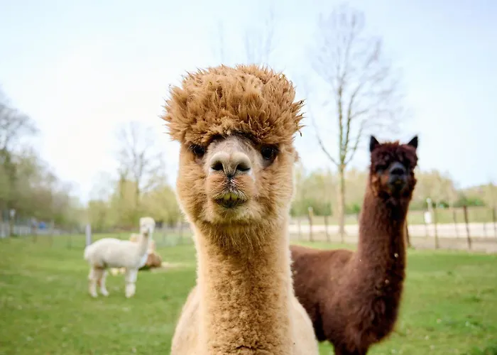 Glamping Valkenburg * ميرسين