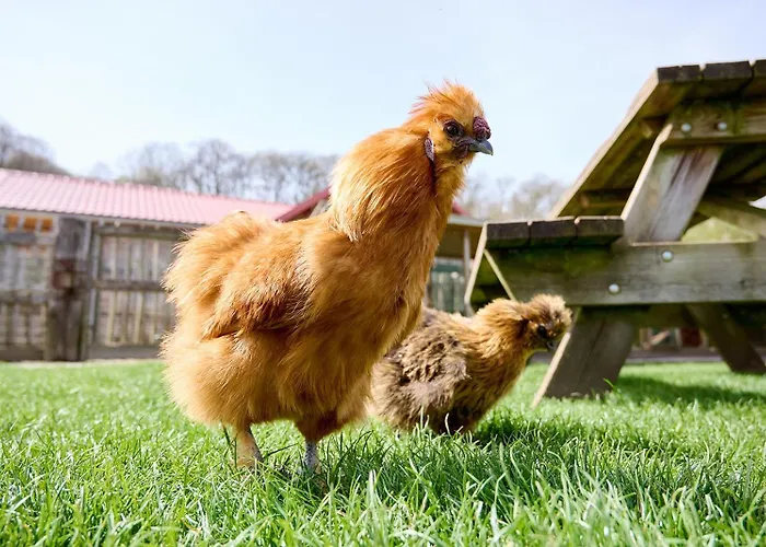 Glamping Valkenburg *